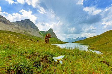 Rappensee - Allgäu - Kuh - Oberstdorf - Alpen - Sommer