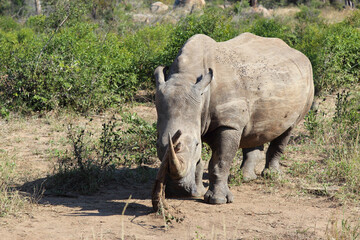 Obraz premium Breitmaulnashorn / Square-lipped rhinoceros / Ceratotherium Simum