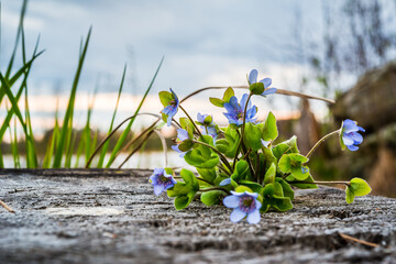 Fototapeta na wymiar Blue flowers lying on an old stump in the woods near the lake