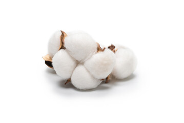 Cotton flower branch isolated on white background.