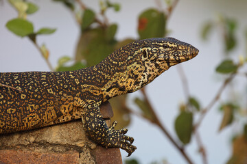 Nilwaran / Nile monitor / Varanus niloticus