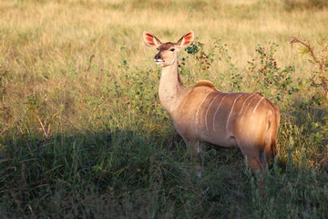 Großer Kudu / Greater kudu / Tragelaphus strepsiceros.