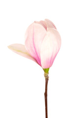 Magnolia flower isolated on white background. Beautiful spring flowers.