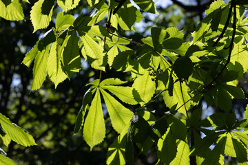 green young chestnut leaves in the sunlight