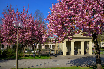 Bad Kissingen zur Kirschbl&uuml;te im Fr&uuml;hling mit dem Maxbrunnen