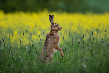 Brown hare sits attentively in a meadow in front of a rapeseed field