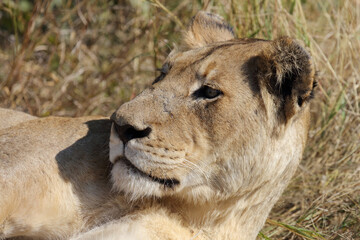 Afrikanischer Löwe / African lion / Panthera leo.