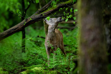 Wild roe deer in the forest nibble on a branch