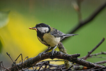 Great tit in close-up on branches with green and yellow background
