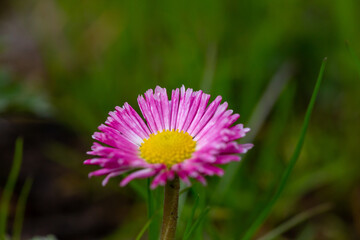 Blooming pink daisy flower on a green background in springtime macro photography. Bellis perennis wildflower with pink petals on a sunny summer day, close-up photo. © Anton