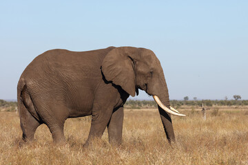 Obraz premium Afrikanischer Elefant / African elephant / Loxodonta africana