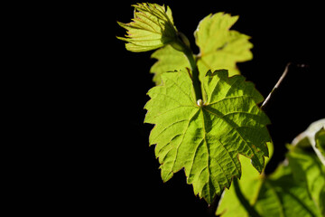 Close-up of a young grape leaf that grows against a dark background in spring and glows green in the backlight