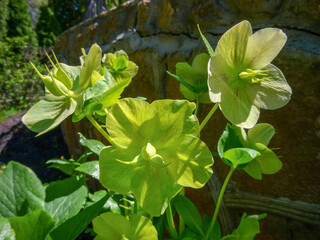 green plant hellebore