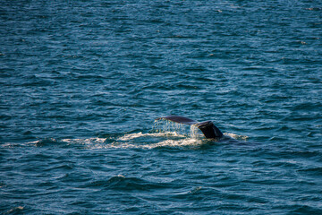 Fototapeta premium Wale