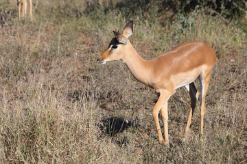 Schwarzfersenantilope / Impala / Aepyceros melampus...
