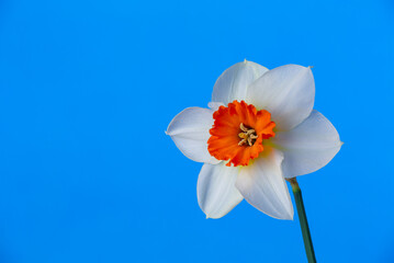 Blooming narcissus flower on a bright blue background macro photography. Garden daffodil with white petals and orange center close-up photo. © Anton