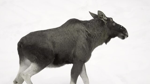 Slow Motion Panning Of A Moose Carefully Walking In A Snow White Winter Landscape - Erfurt, Germany