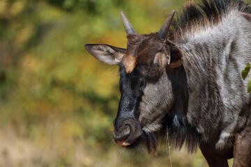 Streifengnu / Blue wildebeest / Connochaetes taurinus...