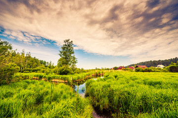 Houses near the swampy creek in the woods