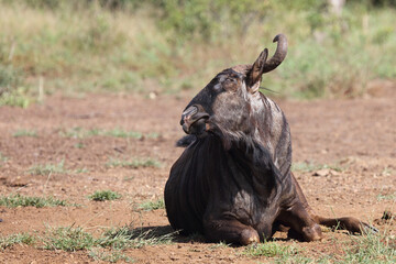 Streifengnu / Blue wildebeest / Connochaetes taurinus