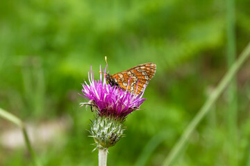 Buttlefly pollinating thistle flower