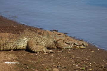 Nilkrokodil / Nile crocodile / Crocodylus niloticus