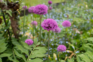 Violett blühendes Allium im Sommer