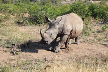 Naklejka premium Breitmaulnashorn / Square-lipped rhinoceros / Ceratotherium Simum