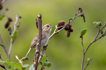 Nelson's Sparrow, Nova Scotia, Canada. Atlantic birds have a duller buffy face and breast with blurry gray streaking