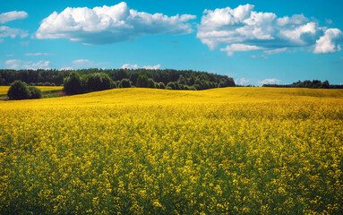 Obraz premium Beautiful landscape with field of yellow canola or rapeseed flowers and blue cloudy sky. Brassica napus. Springtime.