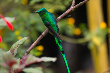 hummingbird
