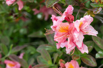 Rosa und orange blühender Rhododendron im Sommer 