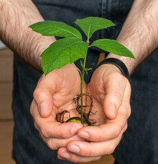 Young plant on hand. Man holding  growing chestnut 
