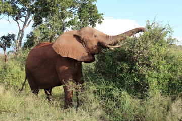 Afrikanischer Elefant / African elephant / Loxodonta africana