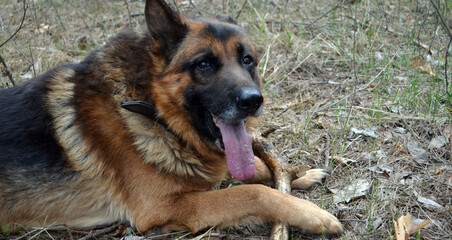 German shepherd dog in the forest