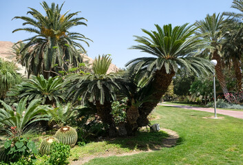 Fototapeta na wymiar Cycas plant in Ein Gedi Botanical Garden on the shores of the Dead Sea
