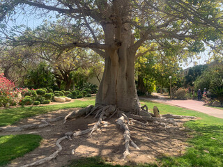 Baobab (Latin - Adansonia digitata) in Ein Gedi Botanical Garden on the shores of the Dead Sea