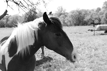 A beautiful horse on the pasture monochrome 