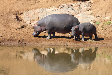Flußpferd / Hippopotamus / Hippopotamus amphibius..