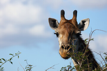 Giraffe / Giraffe / Giraffa camelopardalis