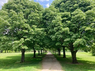 row of trees in the park