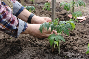 Garter young tomatoes to supports in the garden