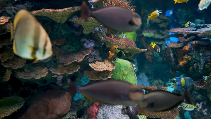 Seabed Aquarium Jellyfish Ocean