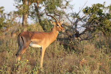 Schwarzfersenantilope / Impala / Aepyceros melampus