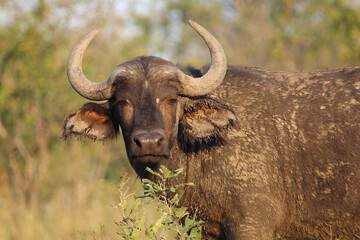 Naklejka premium Kaffernbüffel / African buffalo / Syncerus caffer