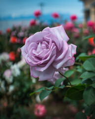 Close up image of a purple rose in the garden.
