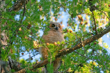 Cute baby great horned owl calling for breakfast at sunrise. Ottawa, Ontario, Canada