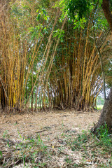 Lots of yellow bamboo on farm