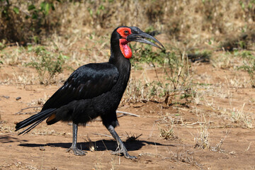 Kaffernhornrabe / Southern ground hornbill / Bucorvus leadbeateri