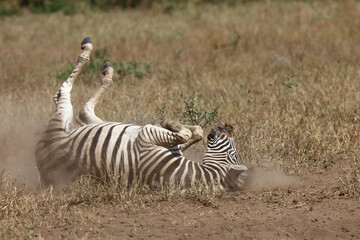 Steppenzebra / Burchell's zebra / Equus burchellii